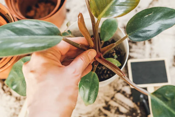 Hand holding a plant. Potting plants at home. Indoor garden, house plants. Philodendron close up. Gardening tools on the table. Hobby, still life with plants