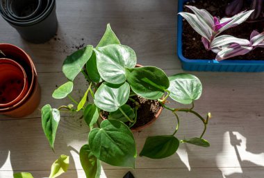 Gardening tools on the table. Potting plants at home. Indoor garden, house plants. Hobby, still life with plants. Philodendron close up