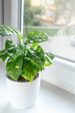 Monstera monkey mask in a pot on the shelf. Green houseplants. Modern room decor, interior. Lifestyle, Still life with plants. Close up