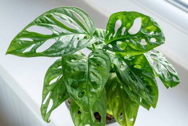 Monstera monkey mask in a pot on the shelf. Green houseplants. Modern room decor, interior. Lifestyle, Still life with plants. Close up