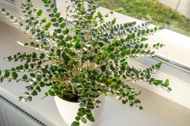 Green fern in a pot on the shelf. Green houseplants. Modern room decor, interior. Lifestyle, Still life with plants