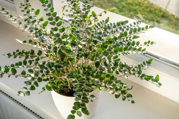 stock image Green fern in a pot on the shelf. Green houseplants. Modern room decor, interior. Lifestyle, Still life with plants