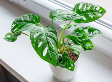 Monstera monkey mask in a pot on the shelf. Green houseplants. Modern room decor, interior. Lifestyle, Still life with plants. Close up