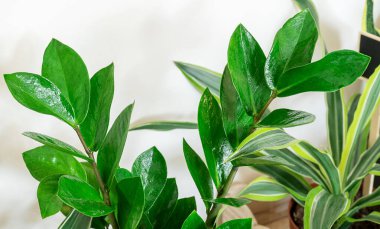Gardening tools on the table. Potting plants at home. Indoor garden, house plants. Hobby, still life with plants. Zamioculcas close up