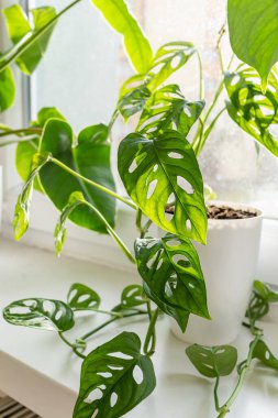 Monstera monkey mask in a pot on the shelf. Green houseplants. Modern room decor, interior. Lifestyle, Still life with plants. Close up