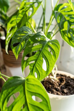Monstera monkey mask in a pot on the shelf. Green houseplants. Modern room decor, interior. Lifestyle, Still life with plants. Close up