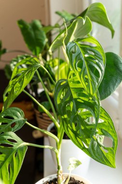 Monstera monkey mask in a pot on the shelf. Green houseplants. Modern room decor, interior. Lifestyle, Still life with plants. Close up