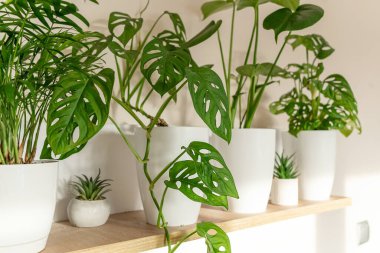 Monstera monkey mask in a pot on the shelf. Green houseplants. Modern room decor, interior. Lifestyle, Still life with plants. Close up