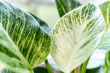 Yaprakları kapatın filodendron beyaz ölçüler ya da birkin ya da evdeki tencerede yeni dalga. Kapalı alanda bahçıvanlık. Hobi olarak. Yeşil bitkiler. Modern oda dekorasyonu, iç mekan. Yaşam tarzı, bitkilerle yaşam tarzı.