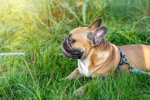 French bulldog puppy on walking in the summer park. Close up cute bulldog lying on the grass outside