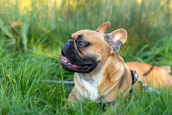 French bulldog puppy on walking in the summer park. Close up cute bulldog lying on the grass outside