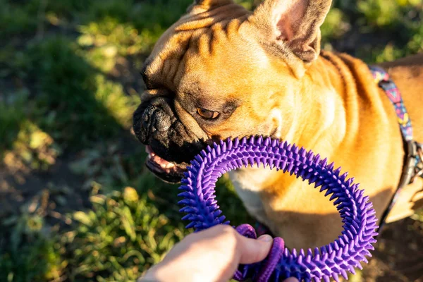 Cucciolo Bulldog Francese Con Giocattolo Viola Nel Parco Estivo Chiudere — Foto Stock