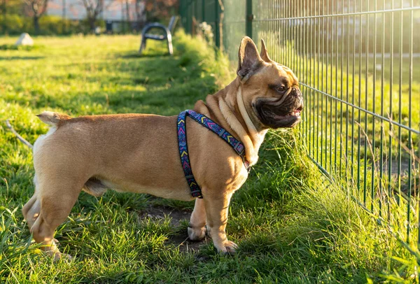 French bulldog puppy on walking in the summer park. Close up cute bulldog outside.