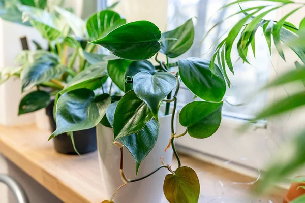 Yaprakları kapat, filodendron evdeki tencerede toplanıyor. Kapalı alanda bahçıvanlık. Hobi olarak. Yeşil bitkiler. Modern oda dekorasyonu, iç mekan. Yaşam tarzı, bitkilerle yaşam tarzı.