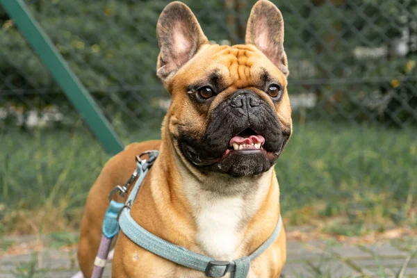 Cachorro Buldogue Francês Caminhar Parque Verão Fechar Bonito Bulldog Mentir — Fotografia de Stock