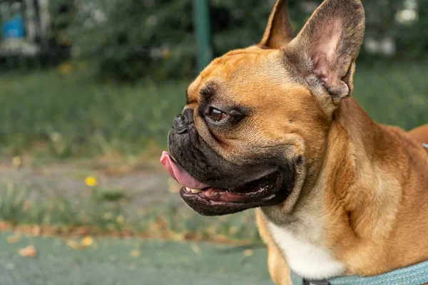 Cucciolo Bulldog Francese Che Cammina Nel Parco Estivo Chiudere Carino — Foto Stock