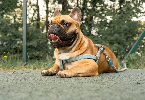 Fransız Bulldog Köpeği Yaz Parkında Yürüyor Yalan Söyleyen Sevimli Bulldog — Stok fotoğraf