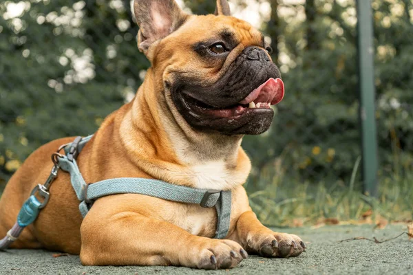 Fransız Bulldog Köpeği Yaz Parkında Yürüyor Yalan Söyleyen Sevimli Bulldog — Stok fotoğraf