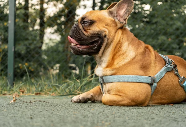 Cucciolo Bulldog Francese Che Cammina Nel Parco Estivo Chiudere Carino — Foto Stock