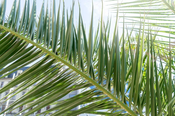 Grön Palm Lämnar Bakgrunden Närbild Royaltyfria Stockfoton