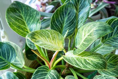 Close up of leaves philodendron white measures or birkin or new wave in the pot at home. Indoor gardening. Hobby. Green houseplants. Modern room decor, interior. Lifestyle, Still life with plants clipart