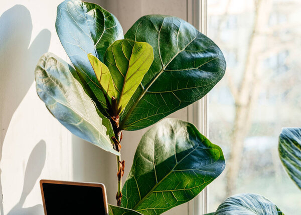 Close up of leaves ficus lyrata or fiddle leaf in the pot at home. Indoor gardening. Hobby. Green house plants. Modern room decor, interior. Lifestyle, Still life with plants