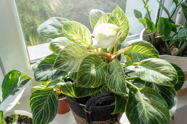 Yaprakları kapatın filodendron beyaz ölçüler ya da birkin ya da evdeki tencerede yeni dalga. Kapalı alanda bahçıvanlık. Hobi olarak. Yeşil bitkiler. Modern oda dekorasyonu, iç mekan. Yaşam tarzı, bitkilerle yaşam tarzı.