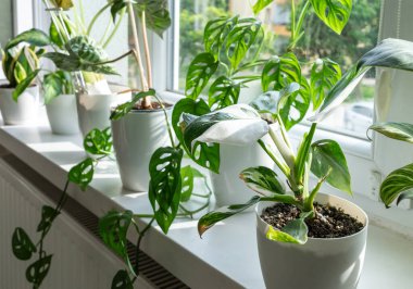 Close up of leaves monstera monkey mask or adansonii in the pot at home. Indoor gardening. Hobby. Green houseplants. Modern room decor, interior. Lifestyle, Still life with plants clipart