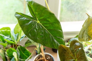 Evdeki tencerede alocasia wentii ve alocasia polly yapraklarını kapatın. Kapalı alanda bahçıvanlık. Hobi olarak. Yeşil bitkiler. Modern oda dekorasyonu, iç mekan. Yaşam tarzı, bitkilerle yaşam tarzı.