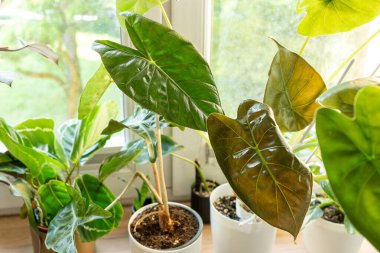 Evdeki tencerede alocasia wentii ve alocasia polly yapraklarını kapatın. Kapalı alanda bahçıvanlık. Hobi olarak. Yeşil bitkiler. Modern oda dekorasyonu, iç mekan. Yaşam tarzı, bitkilerle yaşam tarzı.