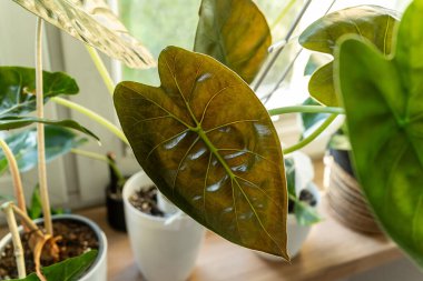 Evdeki tencerede alocasia wentii ve alocasia polly yapraklarını kapatın. Kapalı alanda bahçıvanlık. Hobi olarak. Yeşil bitkiler. Modern oda dekorasyonu, iç mekan. Yaşam tarzı, bitkilerle yaşam tarzı.