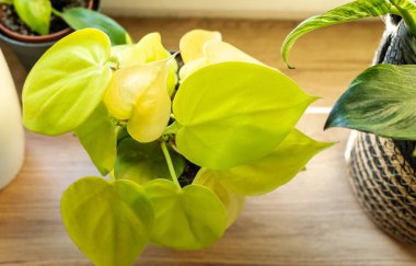 Philodendron limonu evdeki tencerede öğütüyor. Kapalı alanda bahçıvanlık. Hobi olarak. Yeşil bitkiler. Modern oda dekorasyonu, iç mekan. Yaşam tarzı, bitkilerle yaşam tarzı.