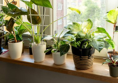 Philodendron beyaz ölçüler ya da kuş derisi, alocasia, evdeki çömleklerde beyaz prenses. Kapalı alanda bahçıvanlık. Hobi olarak. Yeşil bitkiler. Modern oda dekorasyonu, iç mekan. Yaşam tarzı, bitkilerle yaşam tarzı.