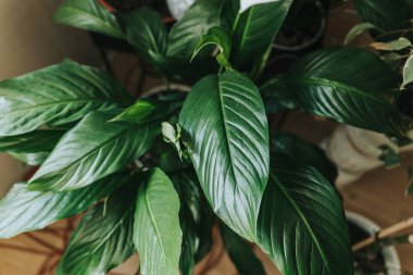 Spatthiphyllum yaprağı evde kapanıyor. Kapalı alanda bahçıvanlık. Hobi olarak. Yeşil bitkiler. Modern oda dekorasyonu, iç mekan. Yaşam tarzı, bitkilerle yaşam tarzı. Doku ve desen