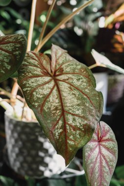 Evde sengonyum yaprağı kapanıyor. Kapalı alanda bahçıvanlık. Hobi olarak. Yeşil bitkiler. Modern oda dekorasyonu, iç mekan. Yaşam tarzı, bitkilerle yaşam tarzı. Doku ve desen