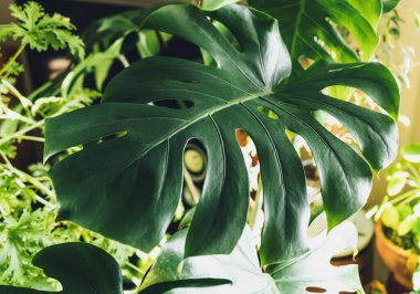 Canavar yaprağı evde kapanıyor. Kapalı alanda bahçıvanlık. Hobi olarak. Yeşil bitkiler. Modern oda dekorasyonu, iç mekan. Yaşam tarzı, bitkilerle yaşam tarzı. Doku ve desen