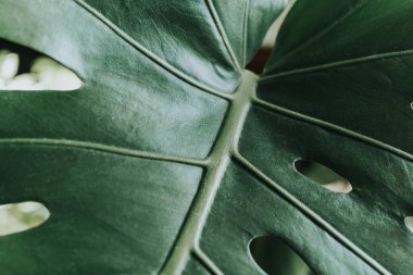 Canavar yaprağı evde kapanıyor. Kapalı alanda bahçıvanlık. Hobi olarak. Yeşil bitkiler. Modern oda dekorasyonu, iç mekan. Yaşam tarzı, bitkilerle yaşam tarzı. Doku ve desen