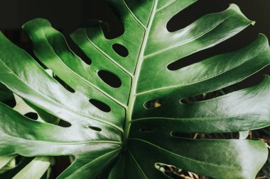 Canavar yaprağı evde kapanıyor. Kapalı alanda bahçıvanlık. Hobi olarak. Yeşil bitkiler. Modern oda dekorasyonu, iç mekan. Yaşam tarzı, bitkilerle yaşam tarzı. Doku ve desen