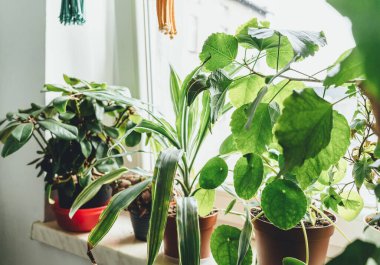 Evdeki saksılarda bitkiler. Dracena, peperomi, amber çiçeği, yakın çekim. Kapalı alanda bahçıvanlık. Hobi olarak. Yeşil bitkiler. Modern oda dekorasyonu, iç mekan. Yaşam tarzı, bitkilerle yaşam tarzı..