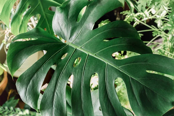 Monstera leaf close up at home. Indoor gardening. Hobby. Green houseplants. Modern room decor, interior. Lifestyle, Still life with plants. Texture and pattern