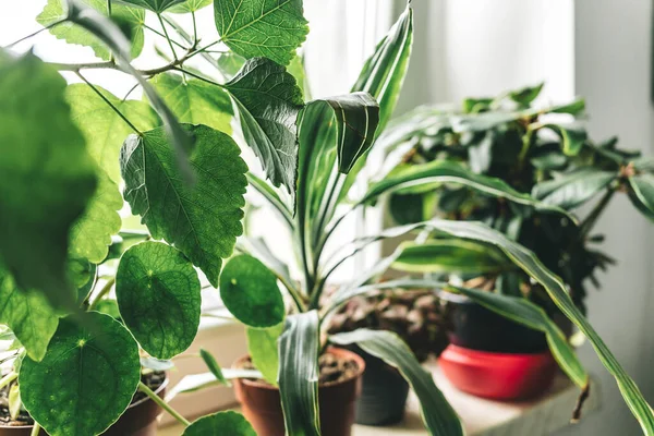 Evdeki saksılarda bitkiler. Dracena, peperomi, amber çiçeği, yakın çekim. Kapalı alanda bahçıvanlık. Hobi olarak. Yeşil bitkiler. Modern oda dekorasyonu, iç mekan. Yaşam tarzı, bitkilerle yaşam tarzı..