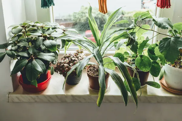 Evdeki saksılarda bitkiler. Dracena, peperomi, amber çiçeği, yakın çekim. Kapalı alanda bahçıvanlık. Hobi olarak. Yeşil bitkiler. Modern oda dekorasyonu, iç mekan. Yaşam tarzı, bitkilerle yaşam tarzı..