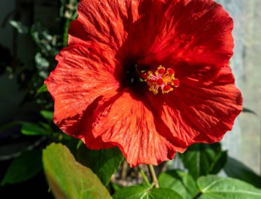 Kırmızı çiçekli Hibiscus eve yakın. Kapalı alanda bahçıvanlık. Hobi olarak. Yeşil bitkiler. Modern oda dekorasyonu, iç mekan. Yaşam tarzı, bitkilerle yaşam tarzı. Doku ve desen