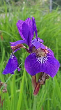 Göz kamaştırıcı bir mor iris çiçeği, zengin yeşil yaprakların arasında dimdik duruyor. Detaylı yapraklar karmaşık desenler sergiliyor. Baharın sonlarında güneşli bir öğleden sonra doğanın güzelliğini sergiliyorlar..