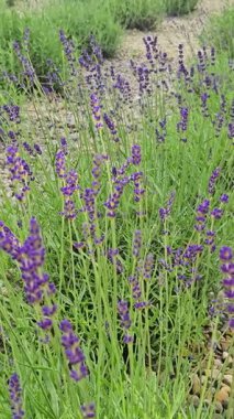 Lavanta bitkileri ılık bir öğleden sonra, parlak güneş ışığı altında rüzgarda hafifçe sallanırlar.