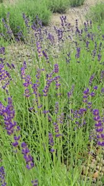 Bahçedeki lavanta çiçekleri