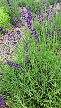 Güneşli bir bahçede güzel lavanta çiçekleri serpilir. Mor çiçekler sallanıyor yumuşak yaz meltemi geçerken doğanın güzelliğini sergiliyor..