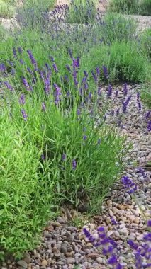 Renkli lavanta çiçekleri verimli bir bahçede yavaşça sallanıyor, parlak güneş ışığı altında gelişiyor. Sahne, doğanın güzellikleriyle dolu sakin bir açık hava atmosferinin özünü yakalıyor..