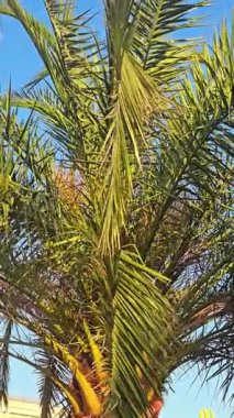 Bereketli bir palmiye ağacı ılık öğleden sonra esintisinde sallanır, yeşil yaprakları güneş ışığını yakalar. Açık mavi gökyüzü konumun barışçıl atmosferini arttırır. Doğa burada gelişir..