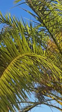 Uzun palmiye dalları canlı mavi bir gökyüzüne karşı görülebilir, ılık rüzgarda hafifçe sallanırlar. Güneş ışığı yaprakların arasından süzülerek sakin bir atmosfer yaratır..